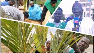 BOOLO NAATAL TUUBA : MET 500 PLANTES DANS RÉSIDENCE CHEIKHOUL KHADIM DE DAROU MARNÂNE, SERIGNE...