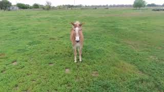 Drone playing with the mule