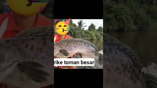 strike toman terbesar | mancing mania