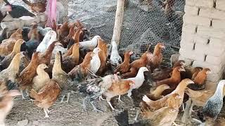 gurmani poultry farmپے مرغیاں دستیاب ھیں