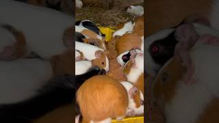 La guinea pigs #feedshorts #shorts #gallo