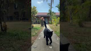 Black Cat Walking #Shorts