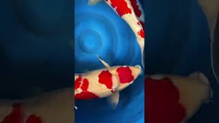 The butterfly carp is tired of watching, here are some koi! Top-notch body shape! #koi  fish #garden