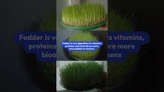 Hydroponic Fodder|  Make cheap feed for chickens at home| #youtubevideo #hydroponics #chickenfeed