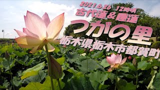 【VLOG】《つがの里》古代蓮＆睡蓮 栃木県 栃木市 都賀町 2021.06.26 12時頃