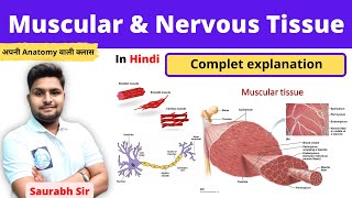 Muscular tissue || Nervous tissue || for Neet, nursing , pharmacy