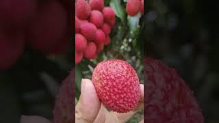 enjoying 200 RS rupees big litchi sounds #litchi #shorts