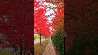 walking into Fall heaven @PureMichigan #fallfilter #fallfoliage#ytshorts #fallcolors