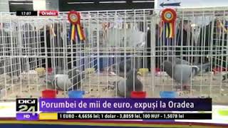 Porumbei de mii de Euro .Expozitie Oradea !!!