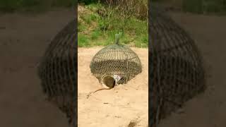 Primitive technology - Easy Snake Trap Using Plant Catch Big Snake in Hole #snaketrap #shorts