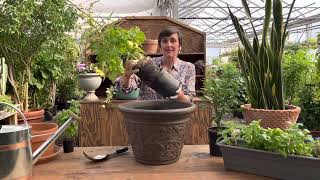 Planting an edible container garden