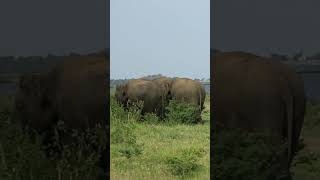 Elephant herd Minneriya #shorts