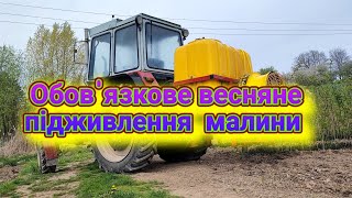 Підживлення малини, обприскування від шкідника. Чим обробляти малину? Все про малину