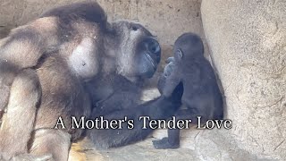 A Gorilla Mother's Tender Love