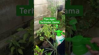 Tips agar terhindar hama