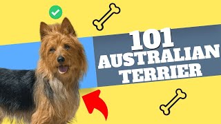 Australian Terrier: Uncovering the Little Dog with a Big Personality