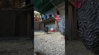 Backyard Chickens Fun 18 #chicken #hen #chickenhouse #backyardchickens #rooster #farmlife #henhouse