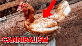 Cannibalism in chicken | chicken farming | egg layers farming.