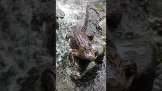 Florida 🐊 alligator taking a shower :) 🌨🌨