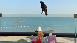 Restaurant in KATARA / QATAR with nice view / BOHO SOCIAL