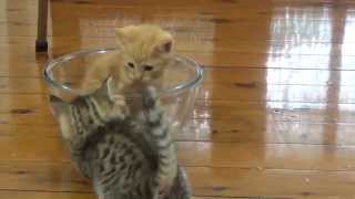 funny cat videos - baby kittens in a glass bowl