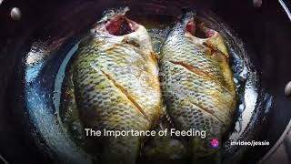 Tilapia farming tips for beginner#tilapia farming#fish farming