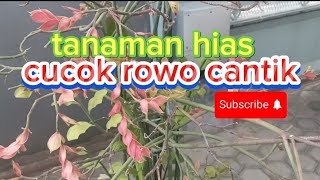 review tanaman hias cucok rowo berbunga cantik