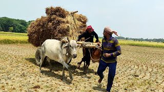 Bullock Cart Mud Ride By Farmer Fully Loaded paddy | Bullock Cart Ride