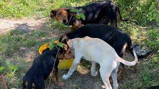 Yavrularını Ormanda Büyüten Anne Köpek Bize Güvenip Yanımıza Geldi