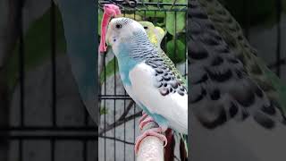 Budgies Sounds & 1MILLION Views & Colorfull BIRDS #4k #1millionviews #shortsfeed