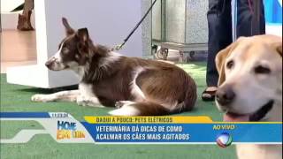 Mini porco se aventura no meio dos cães e deixa obstáculos de agility para trás