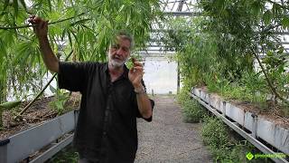 Virgin Hemp Farms - Nimbin, NSW, Australia