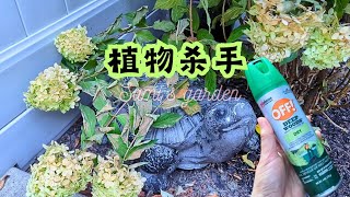 【花の物语】76 万万没想到它对我们是保护,对植物却成了杀手