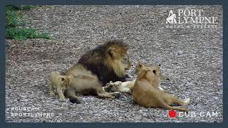 Lion Cub Cam Highlight | Getting On Dad's Nerves Part 2!