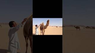 Biggest  Camel Enjoying  #camelsound #shorts #youtubeshorts