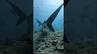 Diving w/HUGE Tiger Sharks in the Maldives #shark #tigershark #scubadiving #cinematic  #photography