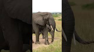 Up Close with Africa's Gentle Giants on Safari