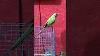 Parrot talking Mitthu Mitthu#parrot #parrottalking