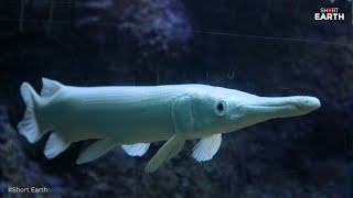 Most expensive  Alligator Gar Type | Platinum   #monsterfish  #nature #aqua