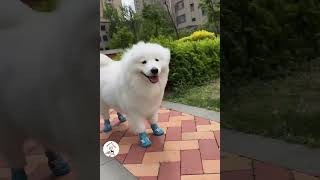 Daily Cute & Funny Dog Moments To Make Your Day Funny Dog Shorts 🐶😁😁 -EPS1053 #cutedogs