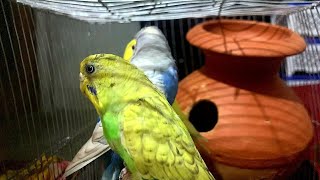 বাজরিগার পাখির দাম | পাখি পালন | Budgerigar Bird price In Bangladesh