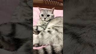 Кот про семью #cat #смешнойкот #смешныекоты #юмор #прикол #приколы #shorts