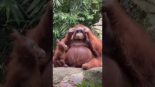 Um Macaco Com Óculos #shorts