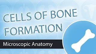 Cells of Bone Formation