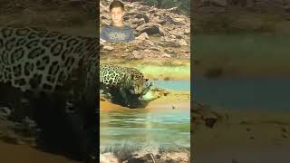 How Smart Leopard Act Smartly With Alligator