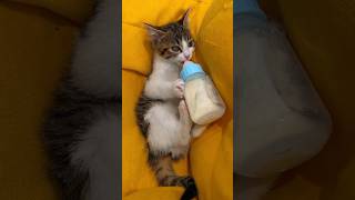 Cute kitten #foryou #pet #shorts #catvideos #catshorts #animal #cat #cutecat #kitten #shortsvideo