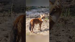 Wild dog of asia. #shorts #ytshorts