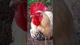 #rooster lover video #vira #tranding #shorts video #chicken