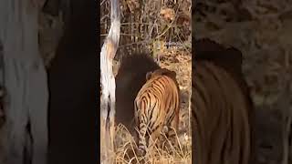 Bear fight off a Tiger to protect her cub #animals #wildlife