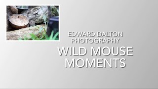 Wild mouse moments